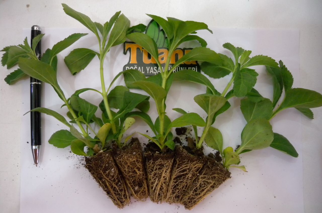 Stevia(Şeker Otu) Ne İşe Yarar Nerelerde Kullanılır Stevia(Şeker Otu) Ne İşe Yarar Nerelerde Kullanılır
